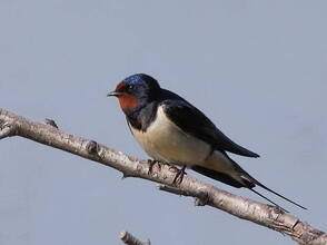 Ластівка сільська (Hirundo rustica). Птахи України.
