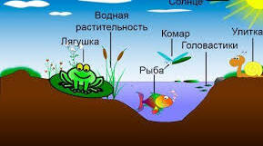  Екосистема. Харчові зв'язки в екосистемах. Ланцюги живлення