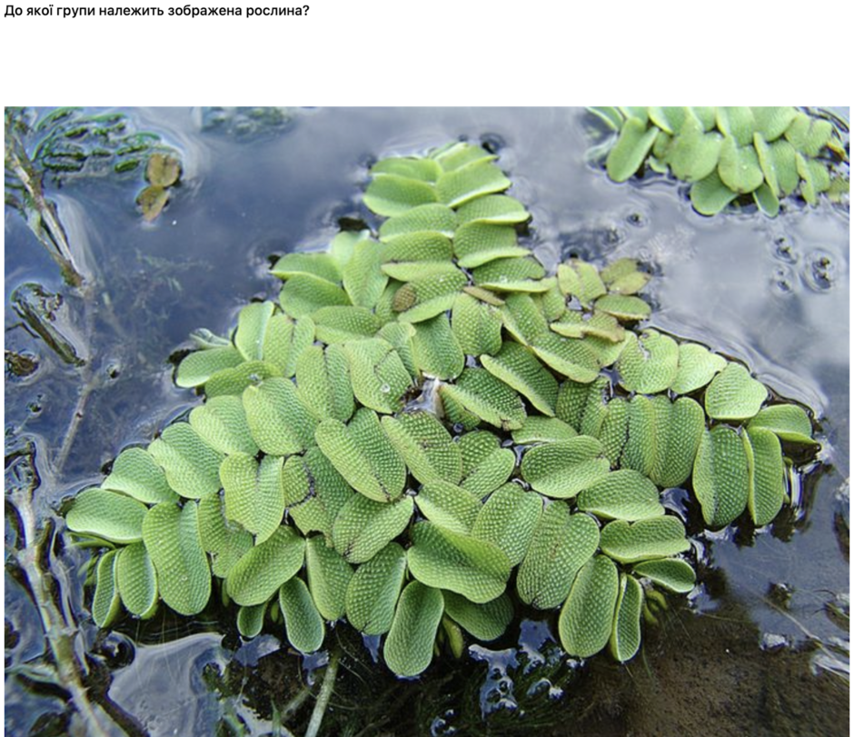 050003dr-c585-940x811.png