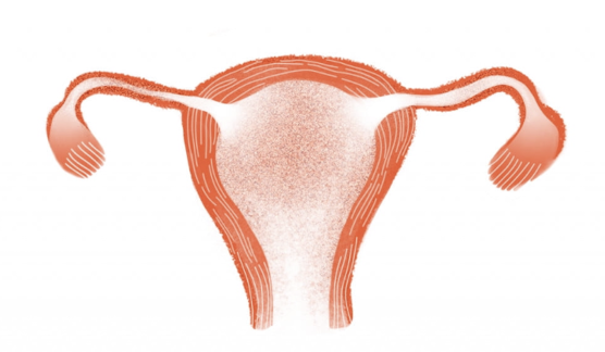 050003fh-748c-556x324.png