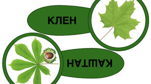 Рослини, що ростуть у дворі