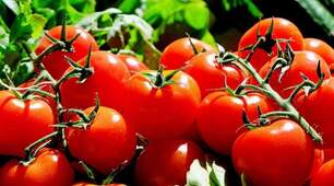 Помідори та їхня харчова цінність 🍅🍅🍅
