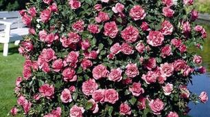 Контроль читання "Thirty-two Roses"