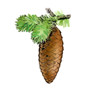 05000erh-ce38-130x138.png