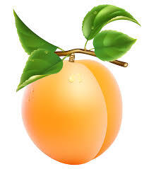 Apricot Transparent PNG Clipart Picture | Gallery Yopriceville - High-Quality Images and Transparent PNG Free Clipart