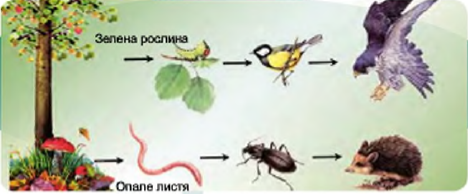 Конспект уроку біології у 7 класі з теми "Ланцюги живлення"