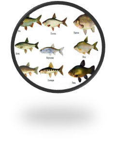 05000kua-fe00-240x298.png