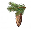 05000kur-62b9-159x149.png