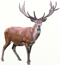 05000kuz-13a6-198x215.png