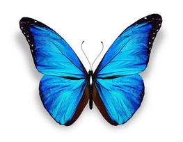 05000o51-1c51-263x204.png