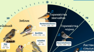 Пташиний годинник