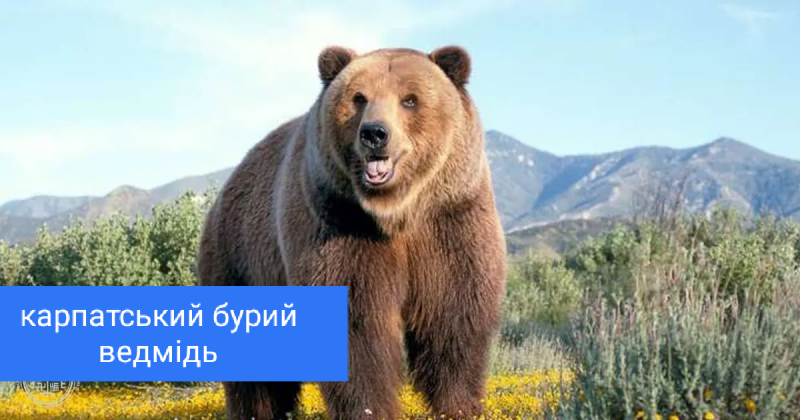 05000twf-4958-800x420.png
