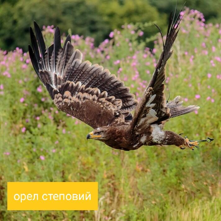 05000twl-d80b-712x714.jpg