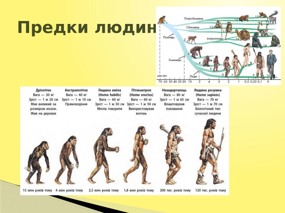 Урок. Виникнення та розселення первісних людей | Презентація. Всесвітня ...