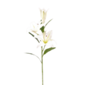 05000wdf-21c1-120x120.png