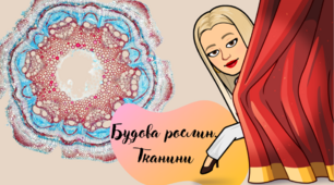 Презентація "Будова рослин. Тканини рослин"