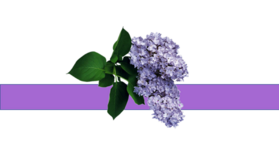 05000zas-97d0-279x156.png