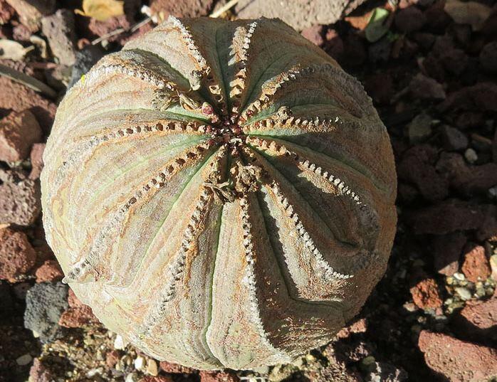 Молочай огрядний (Euphorbia obesa): як виростити сукулент