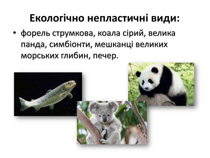 0500174w-f486-700x525.jpg