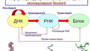 Шляхи передачі інформації в живих системах.  Лауреати Нобелевської премії в галузі фізіології і медицини