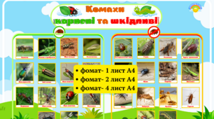 Таблиця "Комахи-корисні та шкідливі"Комахи, жива природа, ознайомлення з природою, я досліджую світ, екологія валеологія