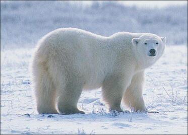 05001bz4-778b-373x268.jpg