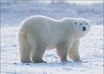 05001bz5-6769-302x217.jpg