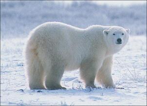 05001bz5-6769-302x217.jpg