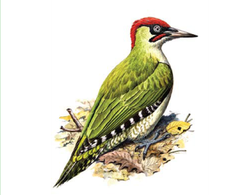 Червона книга України. Жовна зелена (дятел зелений) Picus viridis Linnaeus, 1758