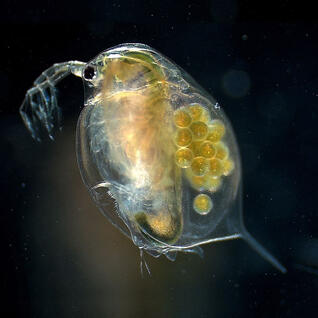 05001hd1-d156-800x800.jpg