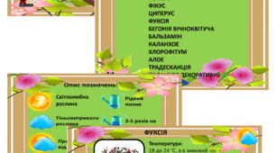 Молодша група "Паспорт квітів"