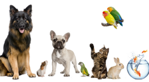 Презентація з англійської мови Pets
