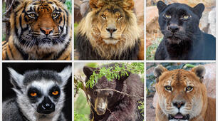 Презентація з англійської мови Wild Animals