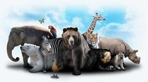 Презентація з англійської мови All About Animals