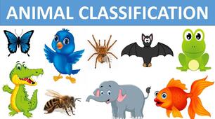 Презентація з англійської мови Animal Classes