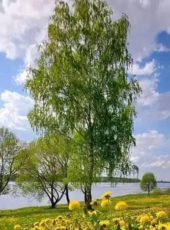 Нет описания фото.