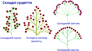 Урок "Суцвіття" 6 клас