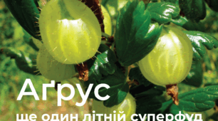 Іше один літній суперфуд: аґрус