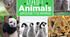Презентація з англійської мови Baby animals