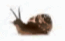 05002iio-dc65-65x41.png