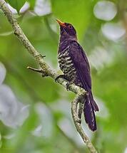 05002lzd-ff75-178x215.jpg