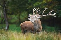 Free photo closeup shot of a yawning deer with beautiful horns