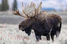 Photo moose, wyoming. nov-dec 2021