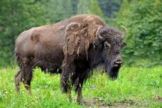 Free photo large male of bison in the forest