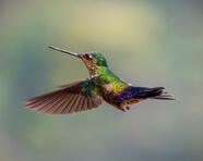 Photo humming bird green flying