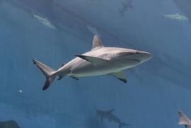 Photo marine life, shark swimming in water with an underwater environment