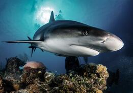 Photo huge white shark in blue ocean swims under water. sharks in wild. marine life underwater in blue ocean. observation of animal world. scuba diving adventure in caribbean, coast of cuba
