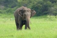 Free photo elephant in the nature