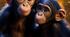 Reading. Text "Chimpanzees"