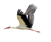 0500388n-fdd9-170x141.png